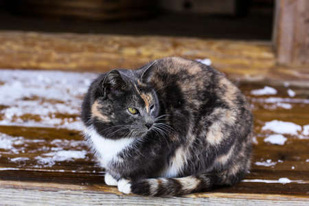 A homeless cat sits on a wooden bench against the background of an old log houseの写真素材
