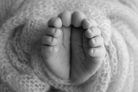 The tiny foot of a newborn. Soft feet of a newborn in a pink woolen blanket. Close up of toes, heels and feet of a newborn baby. Studio Macro photography. Black and white.の写真素材