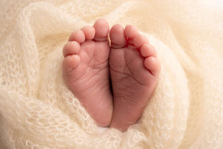 Soft feet of a newborn in a white woolen blanket. Close-up of toes, heels and feet of a newborn baby. The tiny foot of a newborn. Studio Macro photography. Baby feet covered with isolated background.の写真素材