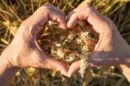 The farmers hands folded in the form of a heart hold ears of wheat, rye in a wheat, rye field. A mans hand holds ripe ears of cereals on background of a grain field. View from above. Harvest conceptの写真素材