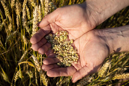 Close-up farmers hands hold a handful of grains of wheat, rye in a wheat, rye field. A mans hand holds ripe grains of cereals on a blurred background of a grain field. Top view. Harvesting concept.の写真素材