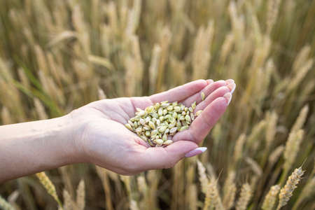 Close-up womans hands hold a handful of grains of wheat, rye in a wheat, rye field. A womans hand holds ripe grains of cereals on a blurred background of grain field. View from above Harvest conceptの写真素材