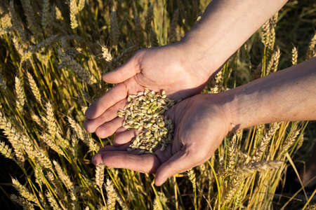 Close-up farmers hands hold a handful of grains of wheat, rye in a wheat, rye field. A mans hand holds ripe grains of cereals on a blurred background of a grain field. Top view. Harvesting concept.の写真素材