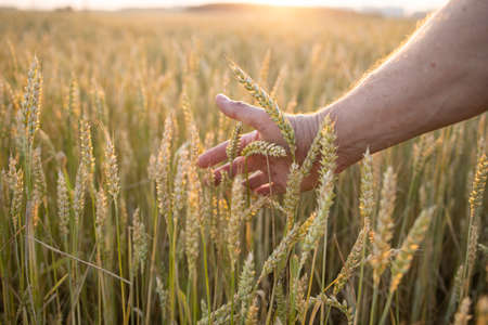 Wheat, rye in the hands of a farmer. Cultivation of crops. Yellow golden rural summer landscape. Sprouts of wheat, rye in the hands of a farmer. The farmer walks across the field, checks the crop.の写真素材