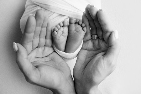 The palms of the parents. Father and mother hold the legs of a newborn baby. The feet of a newborn in the hands of parents. Photo of foot, heels and fingers. Black and white studio macro photographyの素材 [FY310193302879]