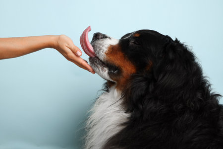 Stock Foto Bernese mountain dog on a pale blue background. Studio shot of a dog and a human hand on an isolated background. The man strokes the dogs face. The dog stuck out its tongue.の写真素材
