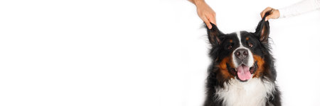 Stock Foto Bernese mountain dog on white background. Studio shot of a dog on an isolated background. The hands of the owners raised their ears in a funny way. Banner.の写真素材