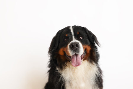 Photo Bernese Mountain Dog on a white background. Studio shot of a dog in front of an isolated background.の写真素材
