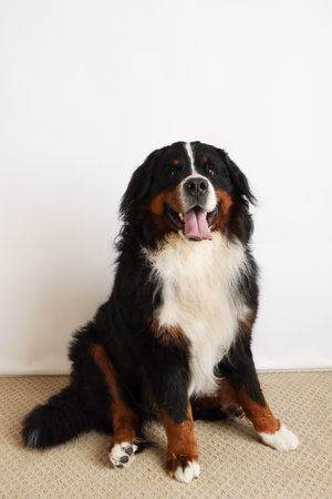 Photo Bernese Mountain Dog on a white background. Studio shot of a dog in front of an isolated background.の写真素材