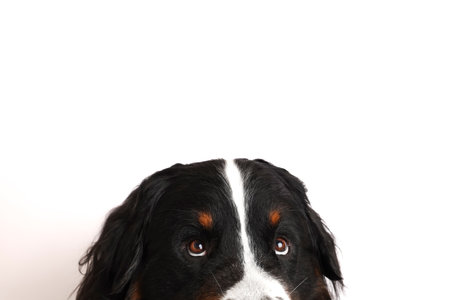 Photo Bernese Mountain Dog on a white background. Studio shot of a dog in front of an isolated...