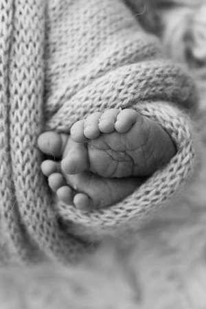 The tiny foot of a newborn baby. Soft feet of a new born in a wool blanket. Close up of toes, heels and feet of a newborn. Macro photography. Black and white. Vertical photoの写真素材