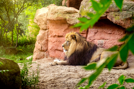 Beautiful lion lying in a jungleの写真素材