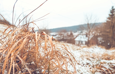 Beautiful soft photo of dryed grass at winter landscapeの写真素材