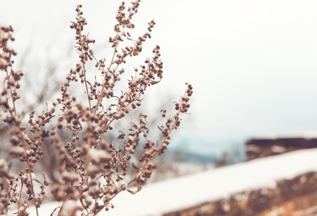 Beautiful soft photo of dryed branch at winter landscapeの写真素材