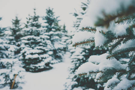 Fir branches covered with snowの写真素材