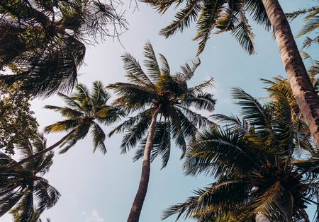 Beautiful coconut palm trees on blue sky. Low angle shot.の写真素材