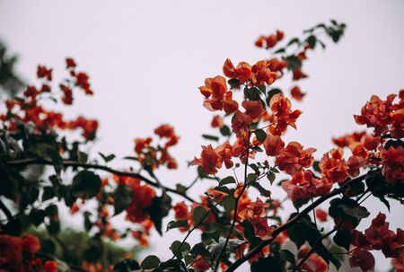 Closeup photo of blossom tree branch with orange flowers.の写真素材