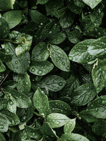 Fresh green leaves with raindrops or dew. Foliage after rain. Tropical background. Nature concept.の写真素材