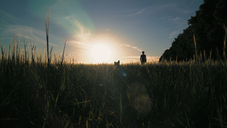 Silhouette woman walking with dog in sunset. breathtaking scenery in countryside field with plant. Female enjoy stroll with pet in summer season with beautiful landscapeの写真素材