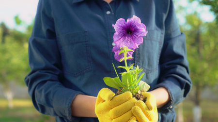 unrecognizable woman holding flower. Female gardener wearing yellow working gloves with flowering plant.の写真素材