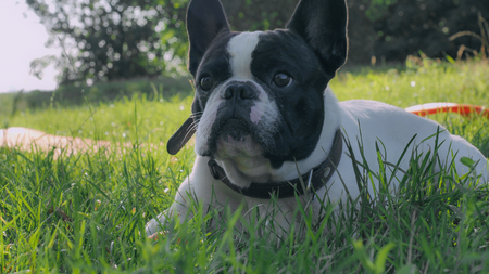 Cute french bulldog lying on the green fresh grass. Small dog white and black color looking at the camera.の写真素材