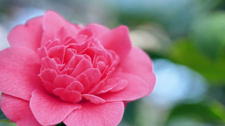 beautiful detailed shooting of a pink bud. green leaves bakground with bokeh effect.の写真素材