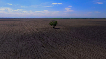 A lonely tree grows in the field. View from aboveの写真素材