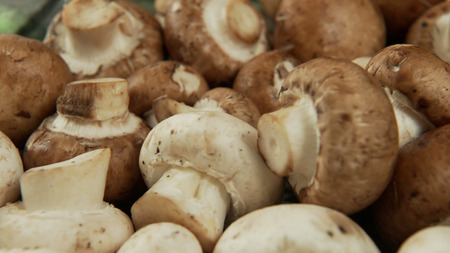 A set of white and brown mushrooms, slow panorama.の写真素材