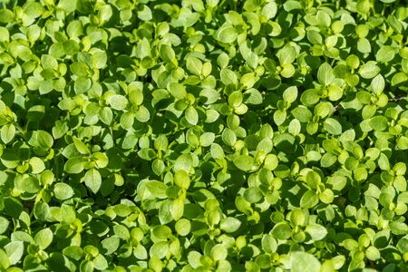 Sprouts of young agriculture, grow very densely