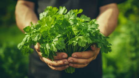 close-up of a man's hands holding a lot of green parsley, harvesting in the garden Generative AIの素材