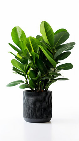 Stock image of a ZZ Plant on a white background, thick, dark green leaves, low-maintenance and modern Generative AIの素材