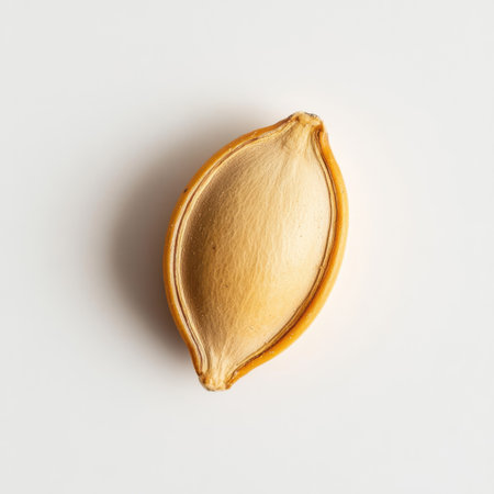 A single roasted pumpkin seed sits on a light background, highlighting its smooth texture and golden hue. This seed is a popular snack known for its crunchy flavor and health benefits.の素材