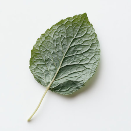 A single, fresh mint leaf displays its detailed texture and vivid green color against a neutral background. This leaf exemplifies freshness and natural beauty.の素材