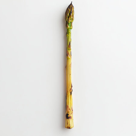 Single grilled asparagus spear stands upright, displaying a mix of charred and bright green color. The minimalist setting highlights its unique texture and natural beauty.の素材