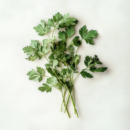 Vibrant green parsley is arranged neatly on a white surface, showing its fresh leaves ideal for enhancing dishes and providing flavor in cooking and garnishing.の素材