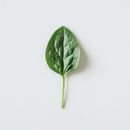 A single spinach leaf rests on a white background, displaying its bright green hue and tender texture. Ideal for salads, smoothies, and healthy cooking, this leaf symbolizes freshness and nutrition.の素材