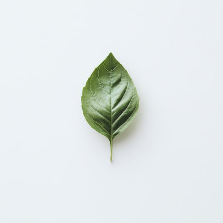 A single fresh basil leaf rests on a pristine white background, highlighting its soft green color and delicate veins, emphasizing its natural beauty and culinary appeal.の素材