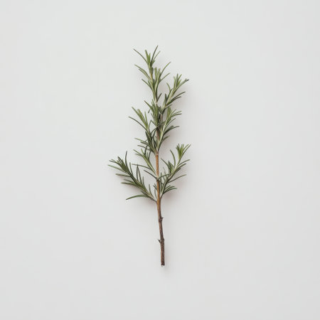 A vibrant green rosemary sprig rests upright, highlighting the sharp needles and natural texture. The sprig stands out against a light background, ideal for culinary use or decoration.の素材
