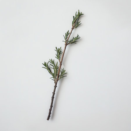A vibrant sprig of rosemary features sharp green needles, lying on a light surface, ideal for culinary applications and enhancing flavors in dishes.の素材