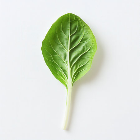 This fresh bok choy leaf features a bright green color and smooth surface, illustrating its natural freshness and healthy appearance, perfect for culinary use.の素材