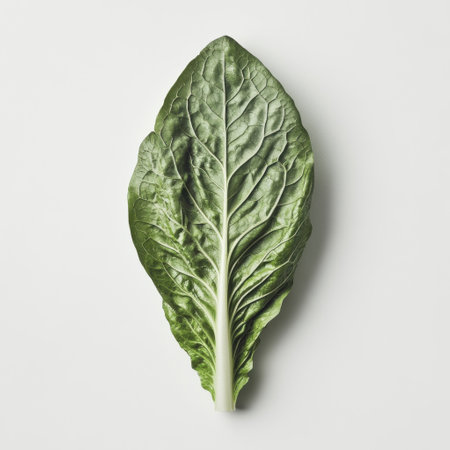 Bright and vibrant lettuce with crisp leaves rests flat against a clean light background. This fresh vegetable showcases its rich green color and textured leaves, perfect for salads or garnishes.の素材