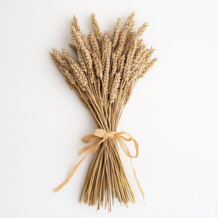 A bundle of dried wheat stalks is tied with a simple ribbon, showing a natural and rustic aesthetic. Ideal for home decor, seasonal arrangements, or craft projects.の素材