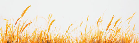 Tall blades of golden yellow grass dance lightly in the warm breeze, framing a serene and clear horizon. The bright color enhances the tranquil atmosphere of the landscape.の素材