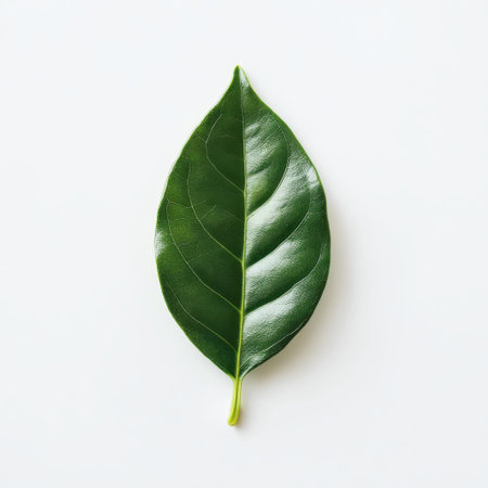 A single bay leaf showcases its rich green hue, resting on a smooth, light surface. This herb is often used in culinary preparations for flavor enhancement.の素材