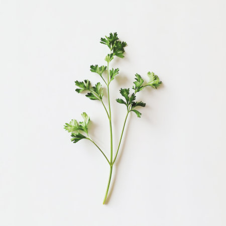 A fresh sprig of cilantro with vibrant green leaves showcases its delicate texture on a light background, perfect for enhancing various dishes and salads.の素材