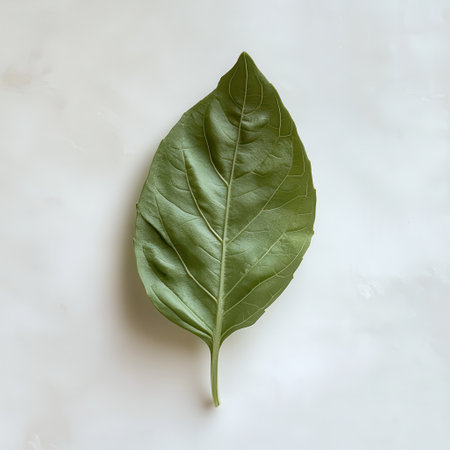 Single fresh basil leaf displays a soft green hue with distinct veining. The leaf is placed on a smooth, neutral surface, emphasizing its natural beauty and freshness.の素材