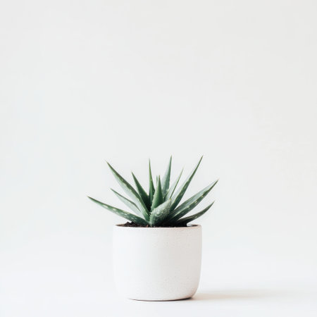 A single small aloe vera plant thrives in a simple white pot, adding a touch of natural beauty to a minimalist environment. This delightful greenery enhances indoor aesthetics.の素材