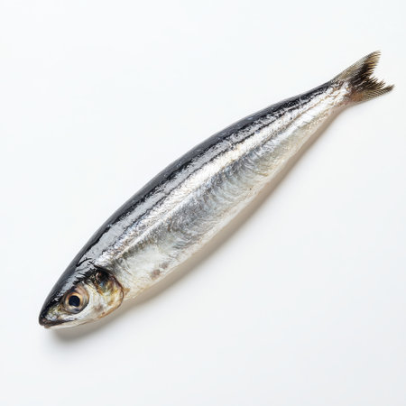 A shiny silvery anchovy fillet lies on a clean surface, highlighting its delicate texture and vibrant colors. The simplicity of the arrangement emphasizes the fillet's appeal.の素材