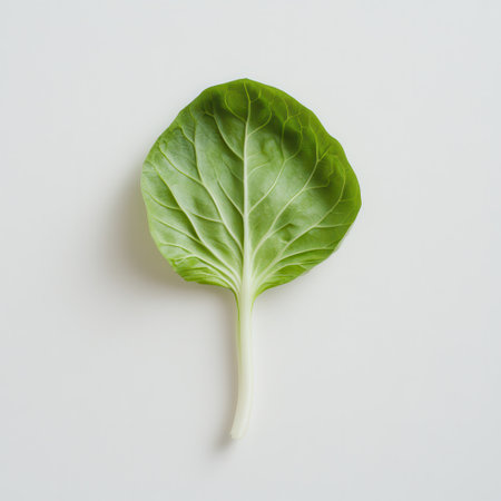 Bright green bok choy leaf is displayed with a smooth texture and prominent leaf veins, highlighting its freshness and nutritional appeal in a minimalist setting.の素材