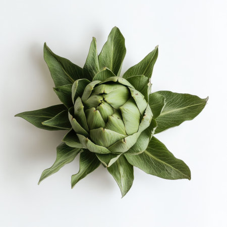 This image features a fresh green artichoke with tightly closed leaves, highlighting its rich texture and color against a clean white background, emphasizing its freshness and natural beauty.の素材